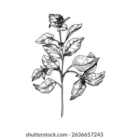 Basil sprig hand drawn black and white outline vector illustration. Basil plant hand drawing engraving. Aromatic herb line art sketch for packaging, natural food labels, and organic product package.