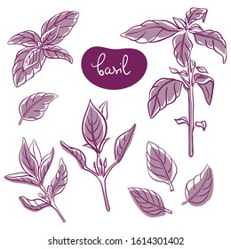 Basil sprigs and leaves/ Hand drawn culinary herbs and spices/ Basil parts colorful sketch collection/ Vector illustration