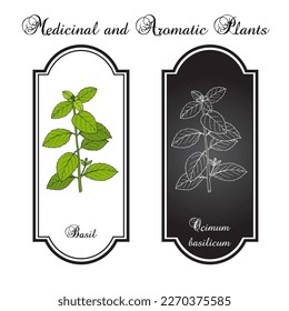 Basil, Thai basil, or sweet basil, culinary and aromatic herb. Vector illustration