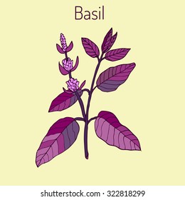 Basil, Thai basil, or sweet basil, culinary and aromatic herb. Vector illustration