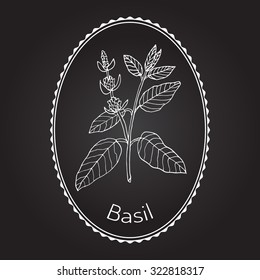 Basil, Thai basil, or sweet basil, culinary and aromatic herb. Vector illustration