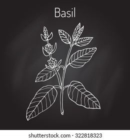 Basil, Thai basil, or sweet basil, culinary and aromatic herb. Vector illustration