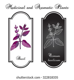 Basil, Thai basil, or sweet basil, culinary and aromatic herb. Vector illustration