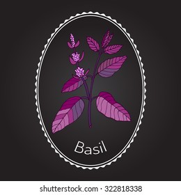 Basil, Thai basil, or sweet basil, culinary and aromatic herb. Vector illustration