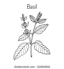 Basil, Thai basil, or sweet basil, culinary and aromatic herb. Vector illustration