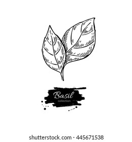 Basil Leaf Drawing Images Stock Photos Vectors Shutterstock Flat cartoon sketch hand drawn basil leaves vector image. https www shutterstock com image vector basil vector drawing isolated leaves herbal 445671538