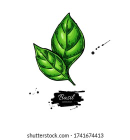 Basil vector drawing. Isolated Basil plant with leaves. Herbal  illustration. Detailed organic product sketch. Cooking spicy ingredient