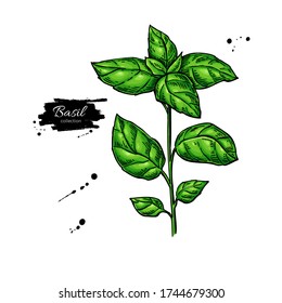 Basil vector drawing. Isolated Basil plant with leaves. Herbal  illustration. Detailed organic product sketch. Cooking spicy ingredient