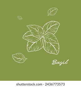 Basil vector drawing. Isolated Basil plant with leaves.