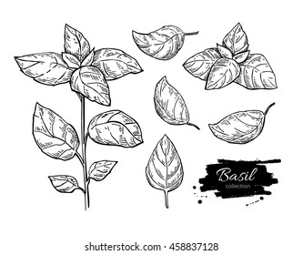 Basil vector drawing set. Isolated plant with leaves. Herbal engraved style illustration. Detailed organic product sketch. Cooking spicy ingredient