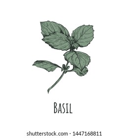 Basil Vector Illustration. Basil Hand Drawing. Basil Botanical Illustration