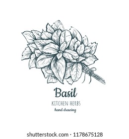 Basil Vector Illustration. Herbs And Spices Basil. Basil Sketch Hand Drawing