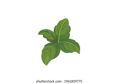 Basil vector illustration isolated on white background