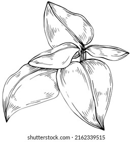 Basil vector isolated. Herbal engraved style illustration. Detailed organic product sketch. The best for design logo, menu, label, icon, stamp.