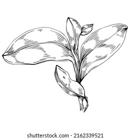 Basil vector isolated. Herbal engraved style illustration. Detailed organic product sketch. The best for design logo, menu, label, icon, stamp.
