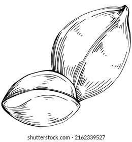 Vector de base aislado. Ilustración de estilo con grabado de hierbas. Esbozo detallado del producto orgánico. Lo mejor para el diseño logotipo, menú, etiqueta, icono, sello.