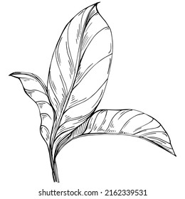 Basil vector isolated. Herbal engraved style illustration. Detailed organic product sketch. The best for design logo, menu, label, icon, stamp.