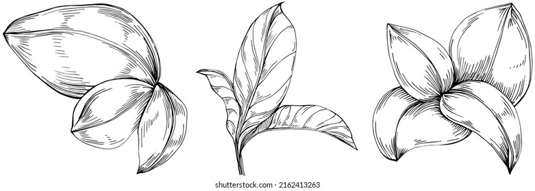 Basil vector isolated. Herbal engraved style illustration. Detailed organic product sketch. The best for design logo, menu, label, icon, stamp.
