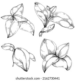 Basil vector isolated. Herbal engraved style illustration. Detailed organic product sketch. The best for design logo, menu, label, icon, stamp.