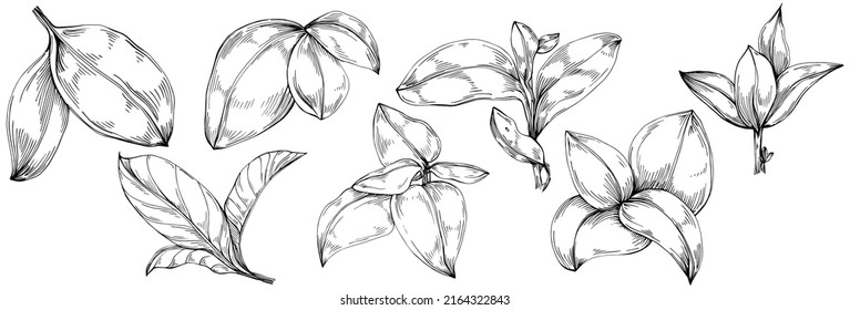 Basil vector isolated. Herbal engraved style illustration. Detailed organic product sketch. The best for design logo, menu, label, icon, stamp.