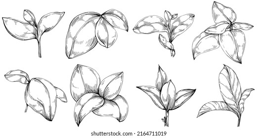 Basil vector isolated. Herbal engraved style illustration. Detailed organic product sketch. The best for design logo, menu, label, icon, stamp.