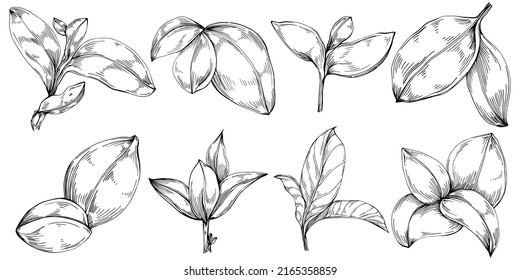 Basil vector isolated. Herbal engraved style illustration. Detailed organic product sketch. The best for design logo, menu, label, icon, stamp.