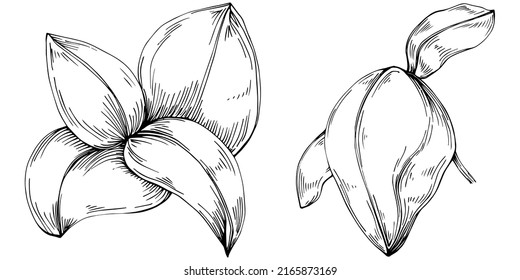 Basil vector isolated. Herbal engraved style illustration. Detailed organic product sketch. The best for design logo, menu, label, icon, stamp.