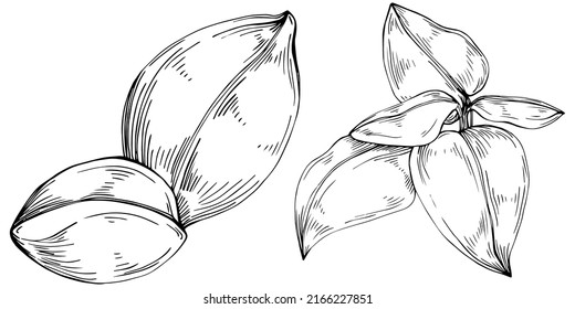 Basil vector isolated. Herbal engraved style illustration. Detailed organic product sketch. The best for design logo, menu, label, icon, stamp.