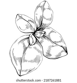 Basil vector isolated. Herbal engraved style illustration. Detailed organic product sketch. The best for design logo, menu, label, icon, stamp.
