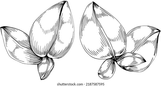 Basil vector isolated. Herbal engraved style illustration. Detailed organic product sketch. The best for design logo, menu, label, icon, stamp.