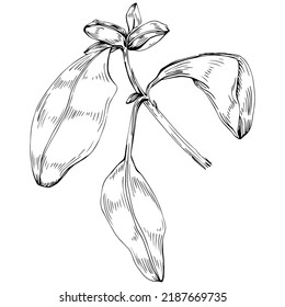 Basil vector isolated. Herbal engraved style illustration. Detailed organic product sketch. The best for design logo, menu, label, icon, stamp.