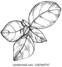 Basil vector isolated. Herbal engraved style illustration. Detailed organic product sketch. The best for design logo, menu, label, icon, stamp.