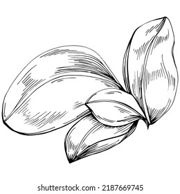 Basil vector isolated. Herbal engraved style illustration. Detailed organic product sketch. The best for design logo, menu, label, icon, stamp.