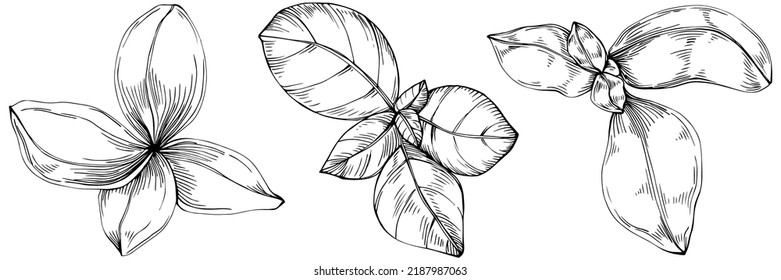 Basil vector isolated. Herbal engraved style illustration. Detailed organic product sketch. The best for design logo, menu, label, icon, stamp.