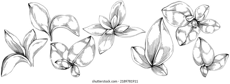 Basil vector isolated. Herbal engraved style illustration. Detailed organic product sketch. The best for design logo, menu, label, icon, stamp.