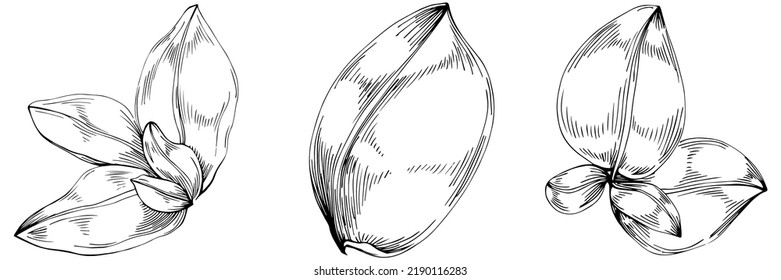Basil vector isolated. Herbal engraved style illustration. Detailed organic product sketch. The best for design logo, menu, label, icon, stamp.