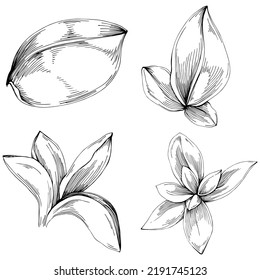 Basil vector isolated. Herbal engraved style illustration. Detailed organic product sketch. The best for design logo, menu, label, icon, stamp.
