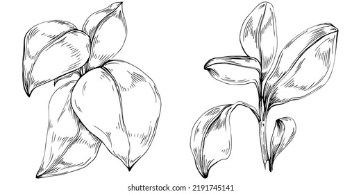 Basil vector isolated. Herbal engraved style illustration. Detailed organic product sketch. The best for design logo, menu, label, icon, stamp.