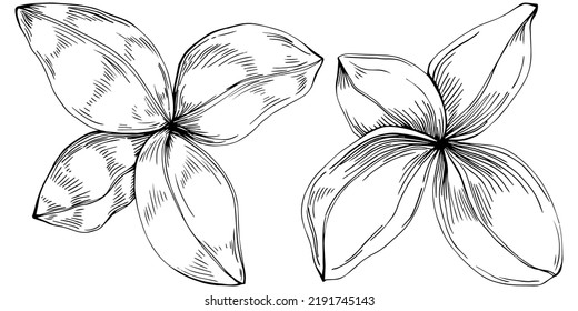 Basil vector isolated. Herbal engraved style illustration. Detailed organic product sketch. The best for design logo, menu, label, icon, stamp.