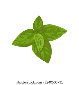 Basil with vitamin C vector illustration. Cartoon drawing of enriched organic antioxidant, basil. Food, nutrition, diet concept