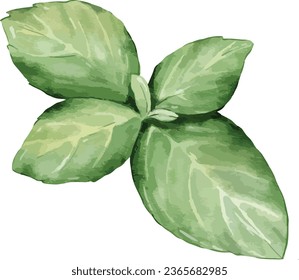 basil watercolor illustration isolated element