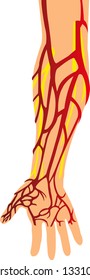 Basilic Vein Vector Illustrations