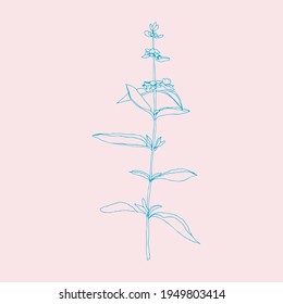 Basilicum twig. Vector clip art.