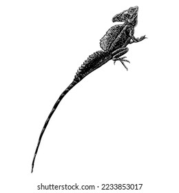 Basilisk Lizard hand drawing vector isolated on white background.