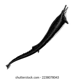 Basilosaurus hand drawing vector isolated on white background.