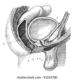 Basin or pelvis side view of a man (anteroposterior cut, according to its median line), vintage engraved illustration. Usual Medicine Dictionary - Paul Labarthe - 1885.