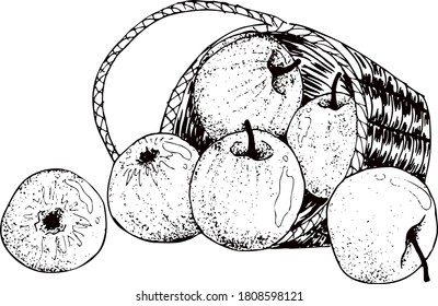 Basket with apples. Hand drawn set.