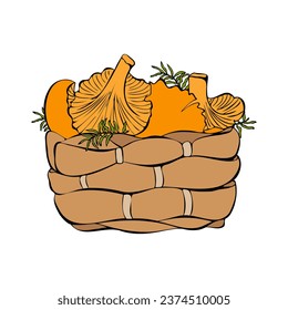 Basket with chanterelle mushrooms, colors hand drawn  sketch.