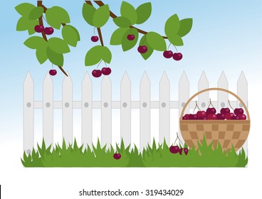basket of cherries and cherry branch in the garden