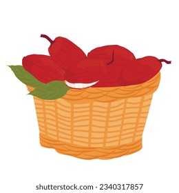 Basket of cocoa beans. Harvesting. Vector stock illustration of cocoa fruits. Isolated on a white background. Tropical plant, cooking, chocolate.